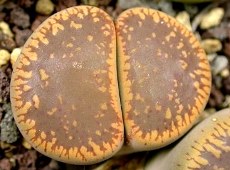 Lithops aucampiae